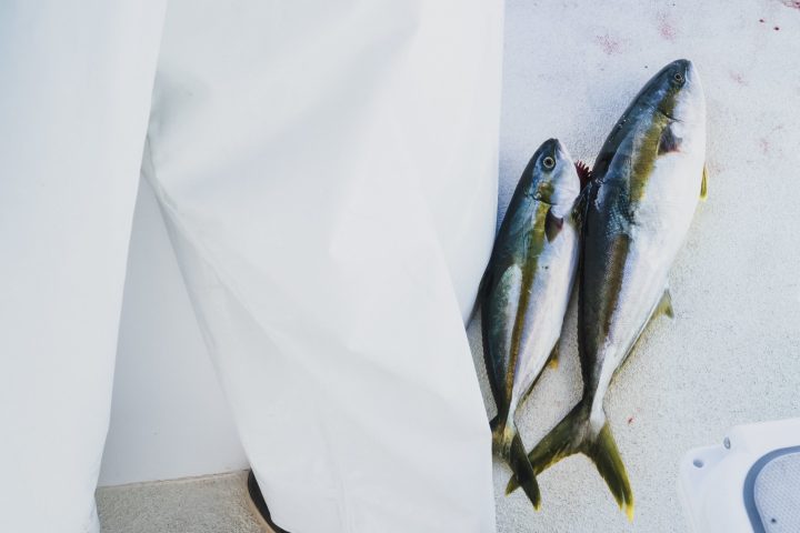 a close up of a fish