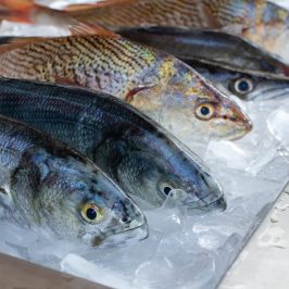 a group of fish in the water