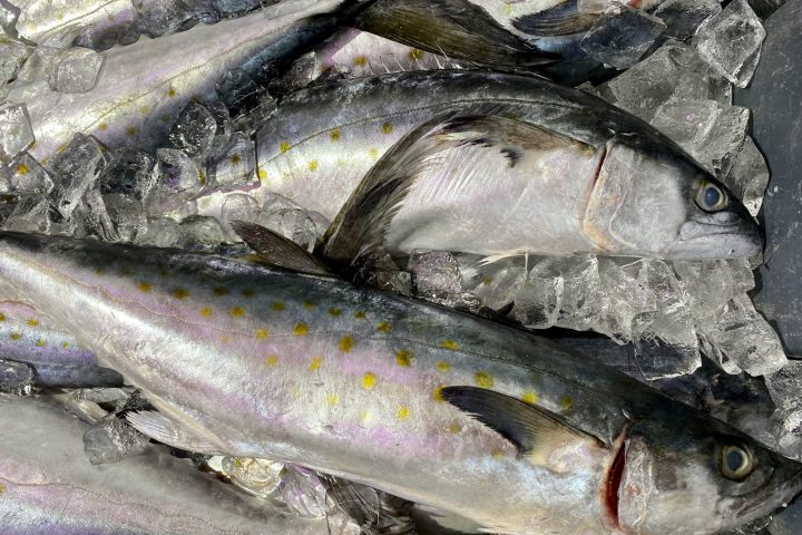 a close up of a fish